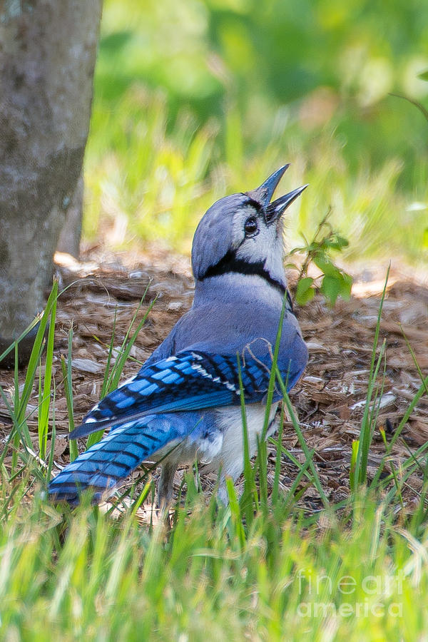 Blue Jay #2 Photograph by Anne Kitzman