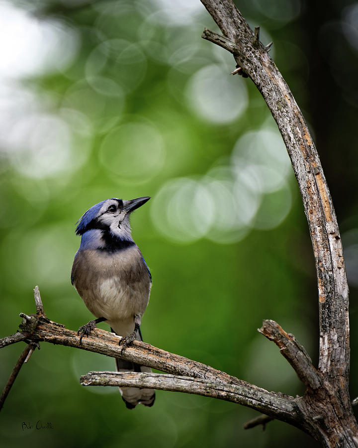 Blue Jay #1 Photograph by Bob Orsillo