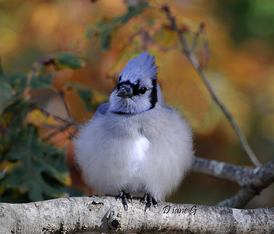 Blue Jay #2 Photograph by Diane Giurco