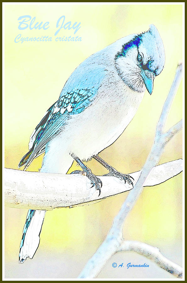 Blue Jay, Digital Painting #2 Digital Art by A Macarthur Gurmankin
