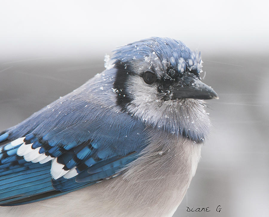 Blue Jay in a blizzard #2 Photograph by Diane Giurco