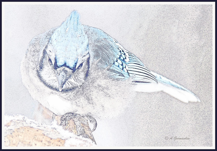 Blue Jay in Winter #2 Digital Art by A Macarthur Gurmankin