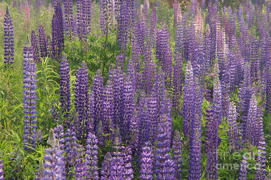Blue Lupine #2 Photograph by Ted Kinsman