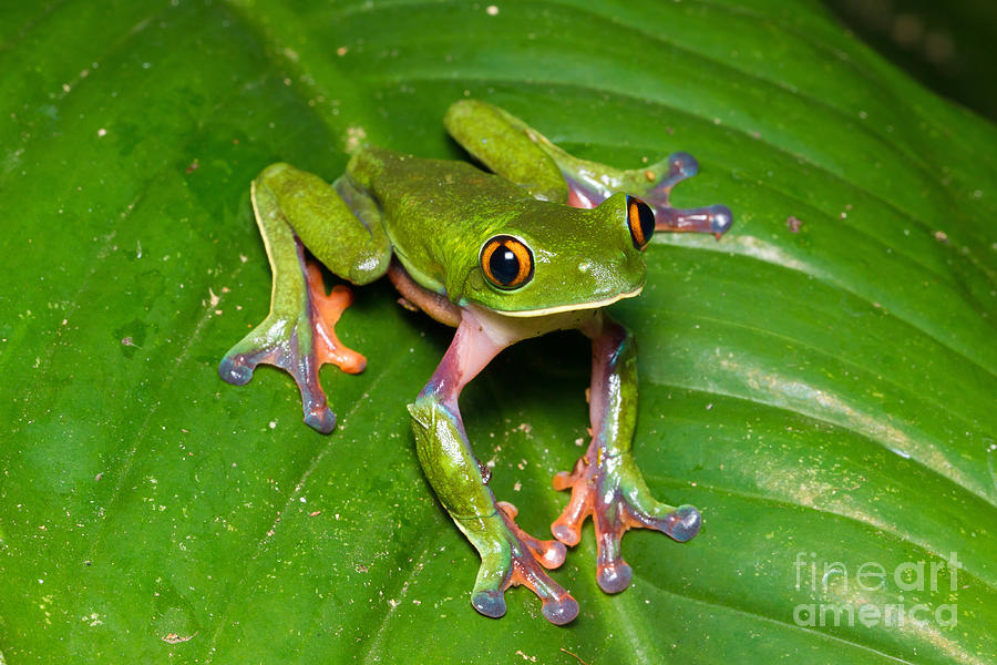 San Jose Photograph - Blue-sided Tree Frog #2 by B.G. Thomson
