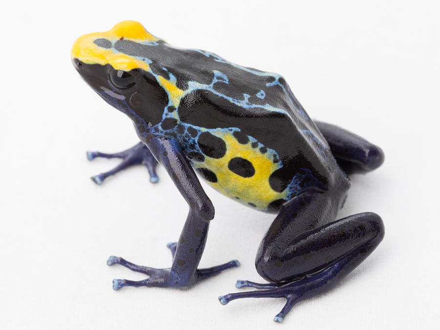 Blue Yellow Poison Frog #2 Photograph by Dirk Ercken