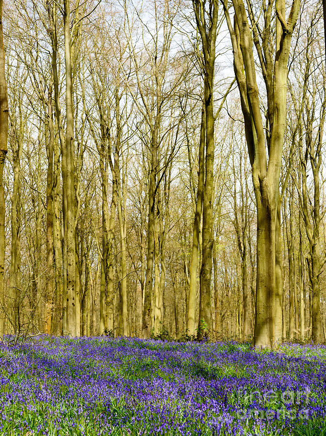 Bluebell woods Photograph by Colin Rayner