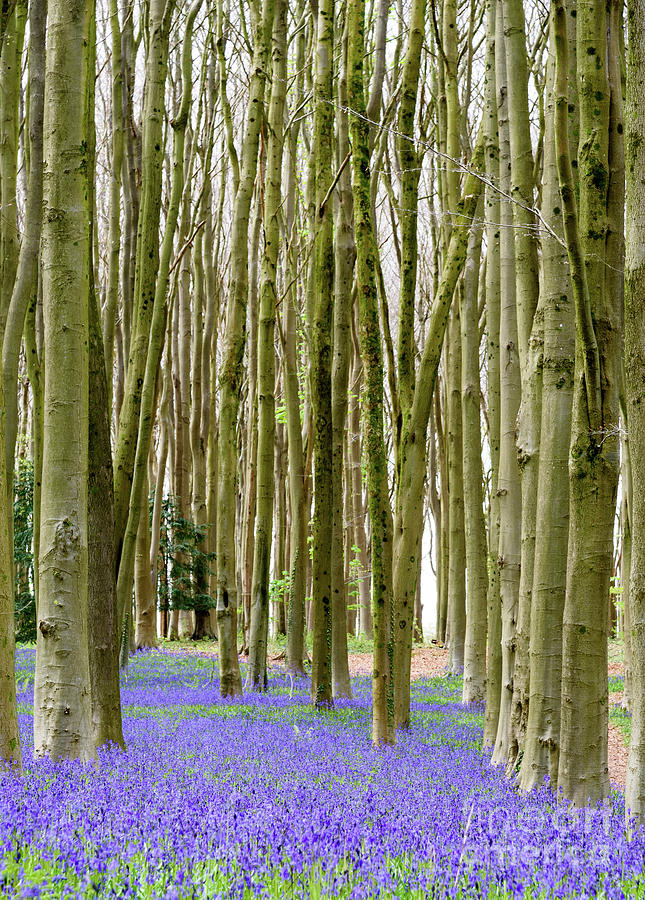 Bluebells #2 Photograph by Colin Rayner