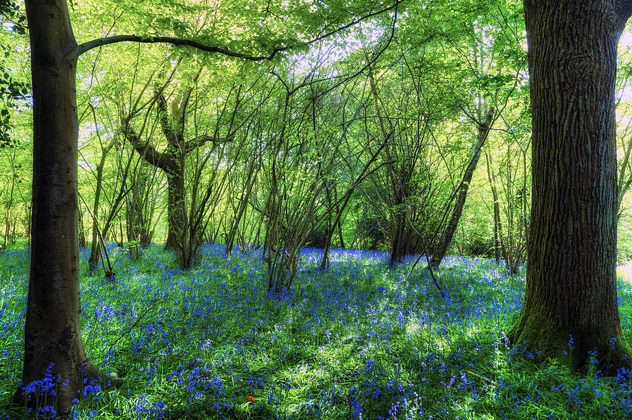 Flower Photograph - Bluebells in the New Forest #2 by Joana Kruse