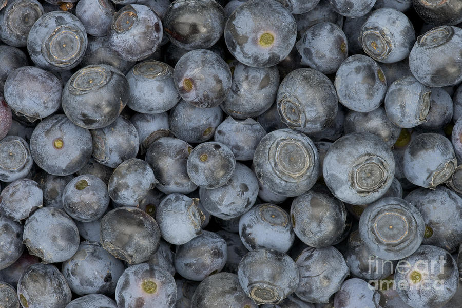 Blueberries #2 Photograph by Inga Spence