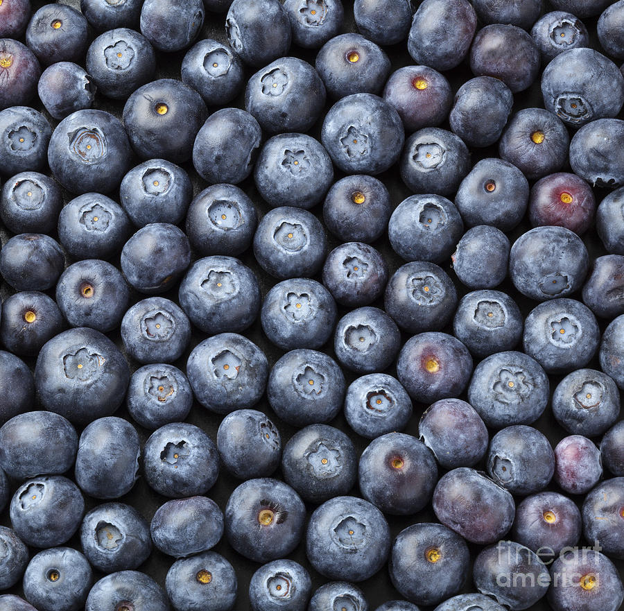 Blueberry Photograph - Blueberries #2 by Julie Woodhouse