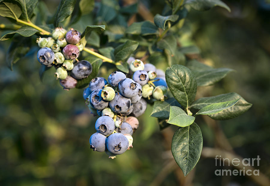 Blueberry Bush Photograph
