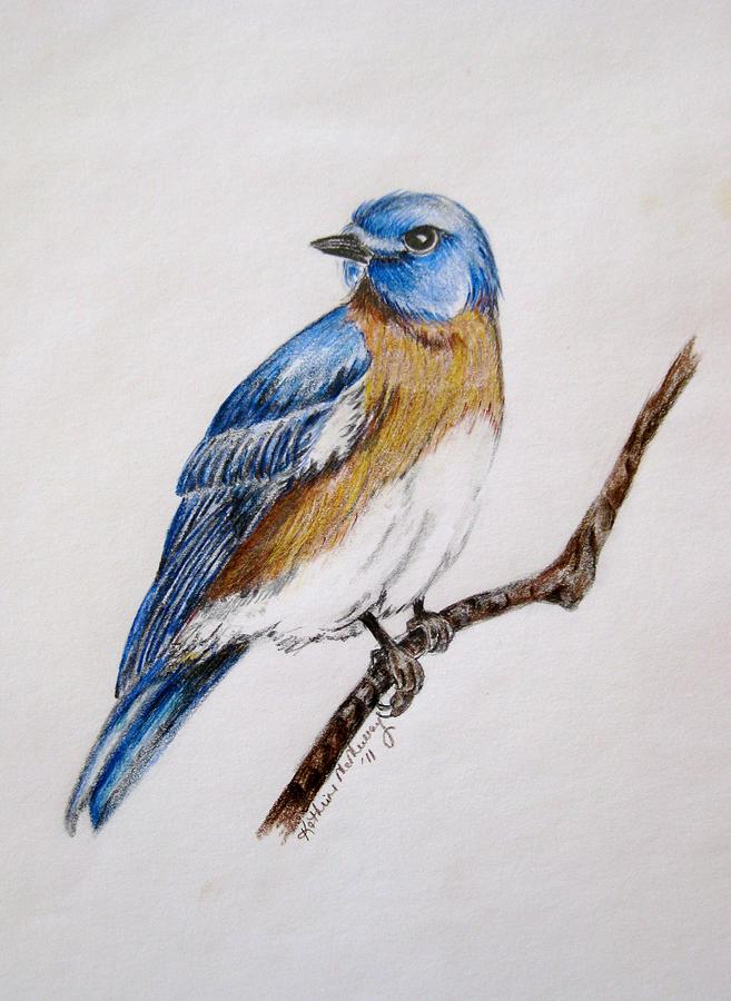 Bluebird Guardian Drawing by Kathrine McMurray