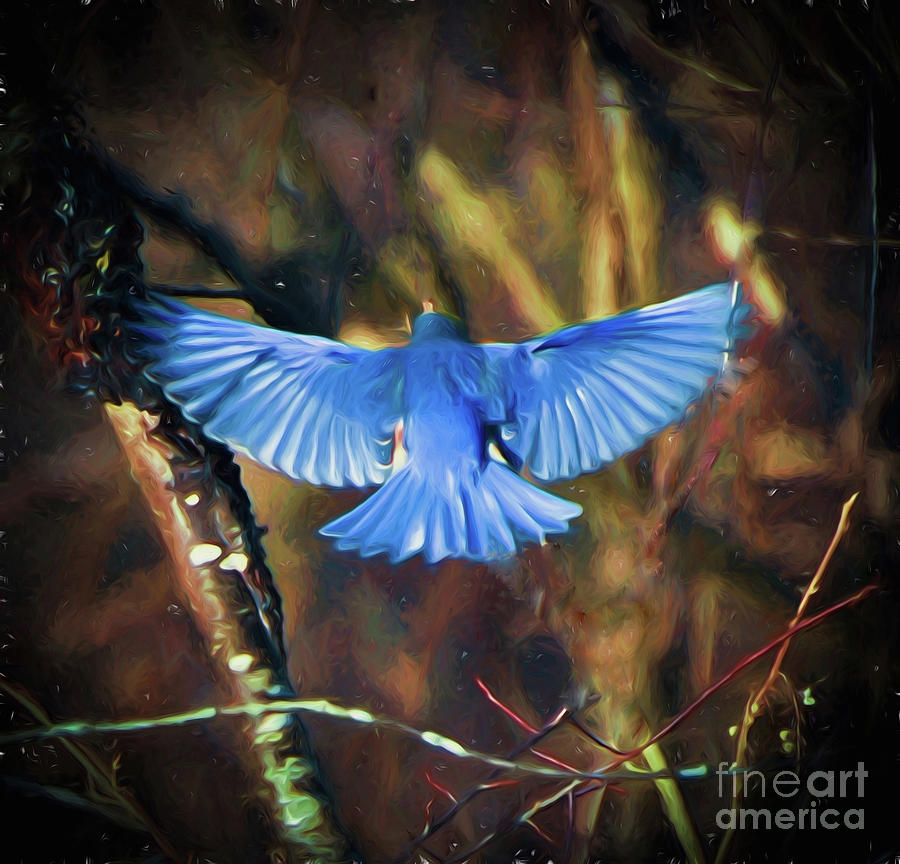 Bluebird Wings #3 Photograph by Kerri Farley