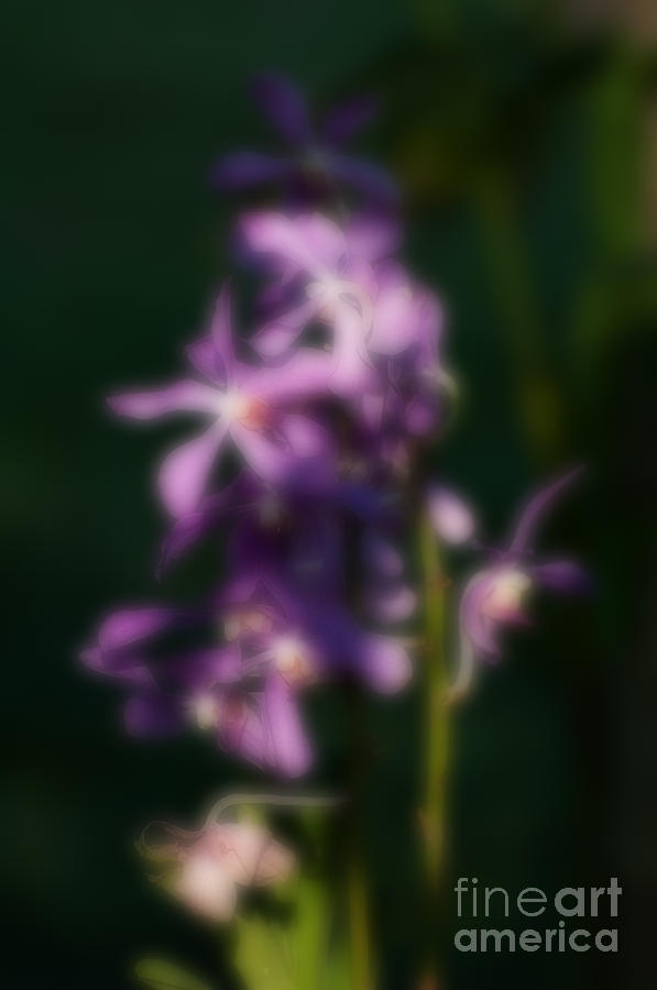Blurred Seasonal Orchid Flowers With Dark Green Background Photograph