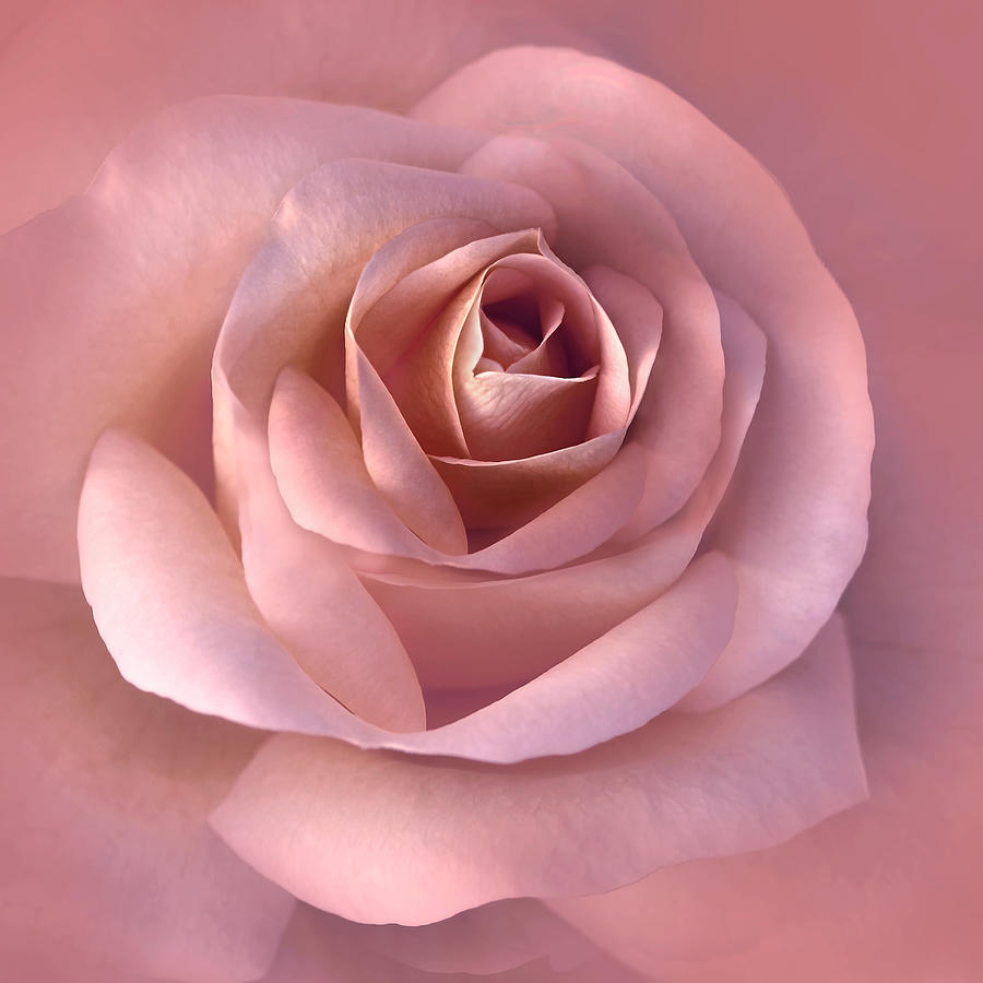 Blushing Pink Rose Petals Photograph by Jennie Marie Schell