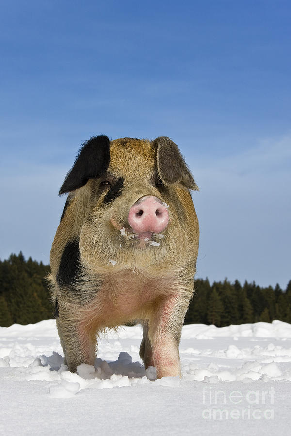 Pig Photograph - Boar In The Snow #2 by Jean-Louis Klein & Marie-Luce Hubert
