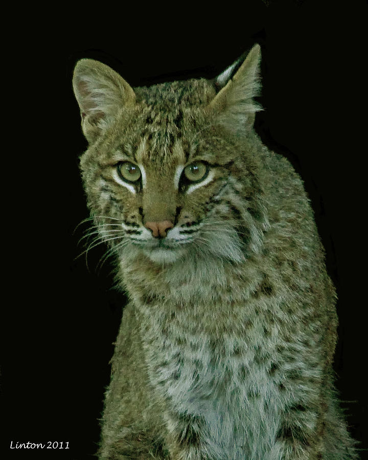 Bobcat #2 Photograph by Larry Linton