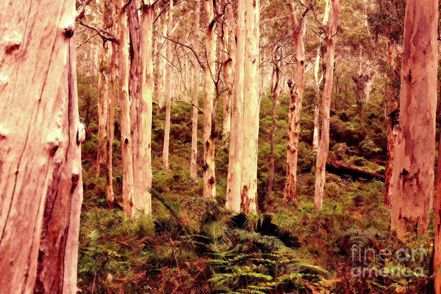 Boranup Forest II #2 Photograph by Cassandra Buckley