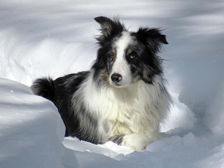 Winter Photograph - Border Collie in the snow #2 by Inge Van Balkom