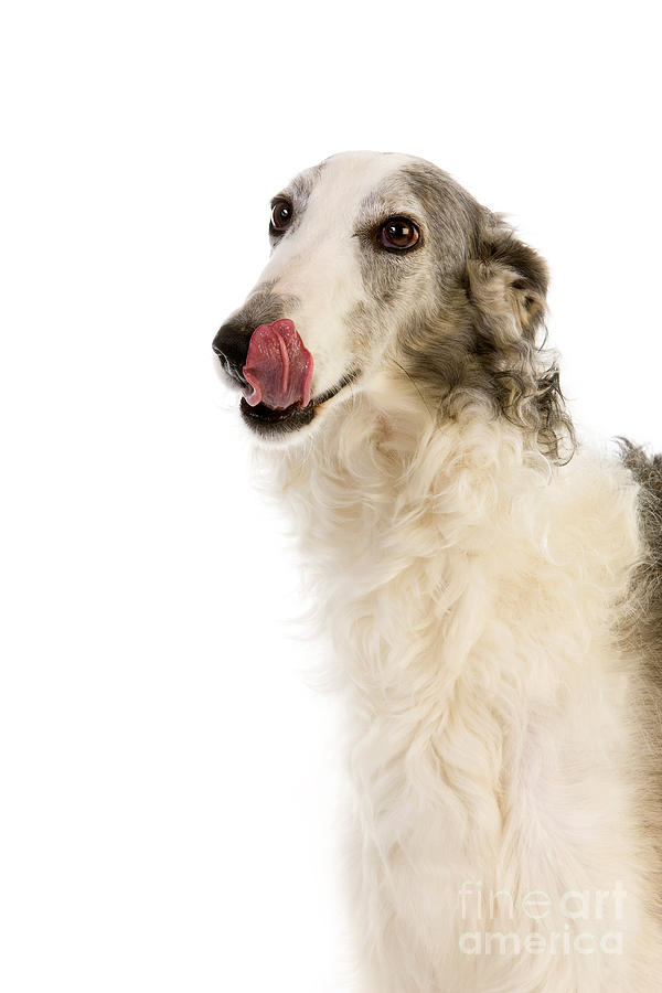 Borzoi Or Russian Wolfhound #2 Photograph by Gerard Lacz