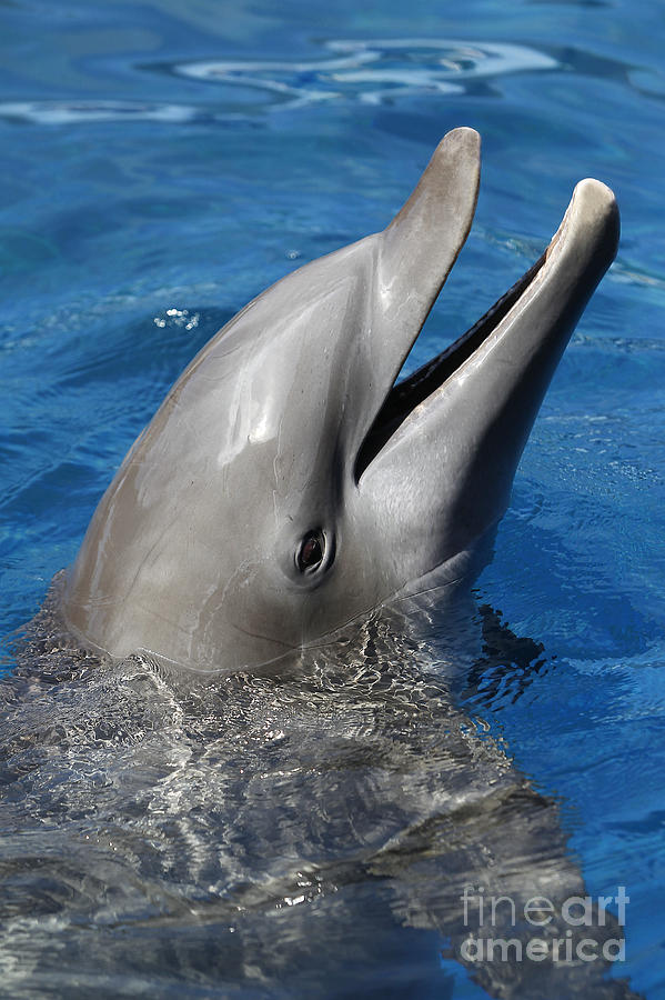 Bottlenose Dolphin Tursiops Truncatus #2 Photograph by Gerard Lacz