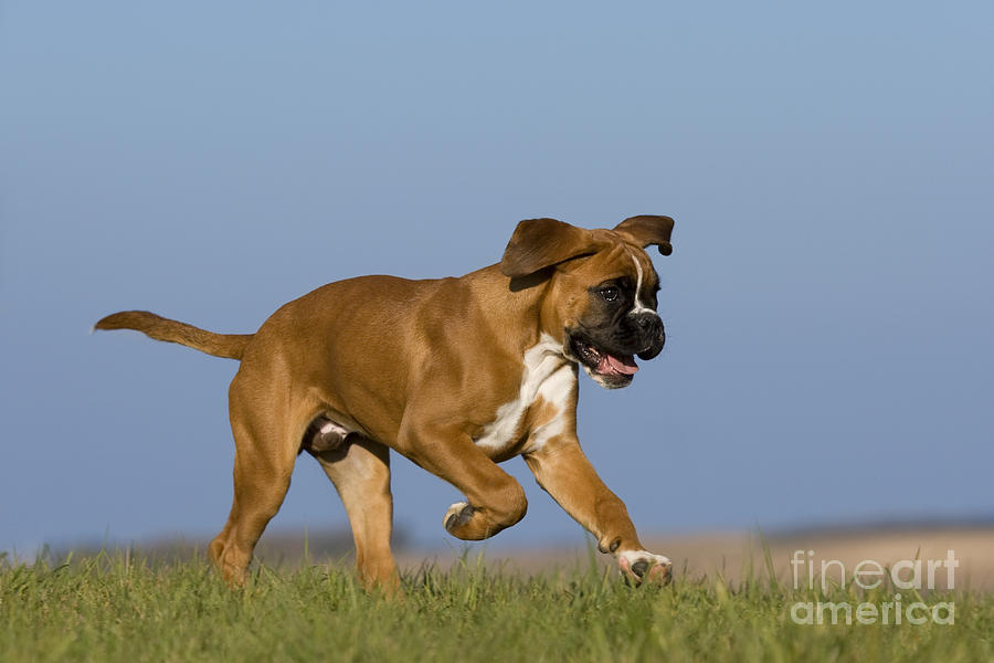 Dog Photograph - Boxer Puppy #2 by Jean-Louis Klein & Marie-Luce Hubert
