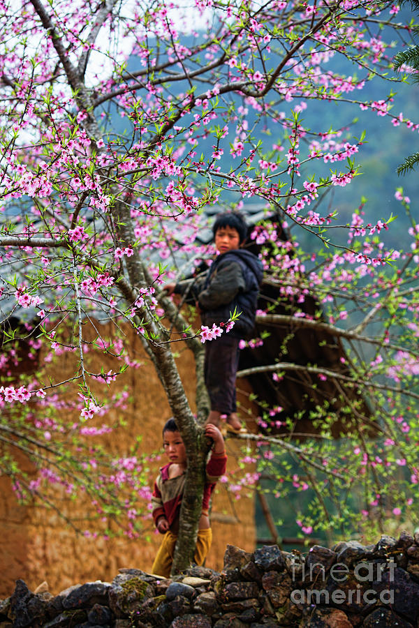 2 Boys Blossoms Ha Giang Vietnam  Photograph by Chuck Kuhn
