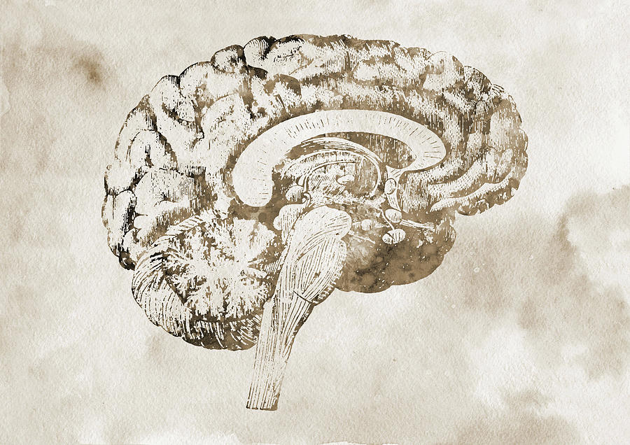 Brain anatomy cross section x Digital Art by Erzebet S - Fine Art America