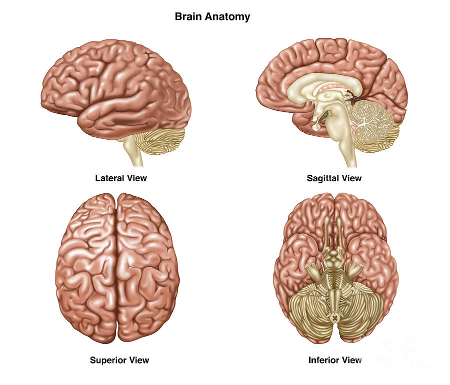 Brain Anatomy, Illustration #2 Photograph by Gwen Shockey