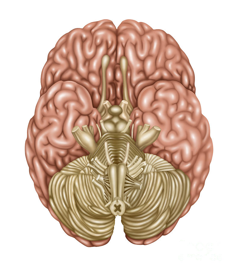 Brain Anatomy, Inferior View #2 Photograph by Gwen Shockey