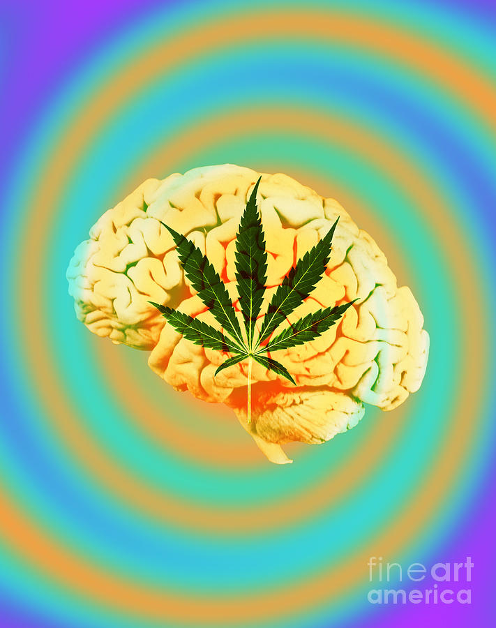 Brain And Marijuana, Illustration #2 Photograph by Mary Martin