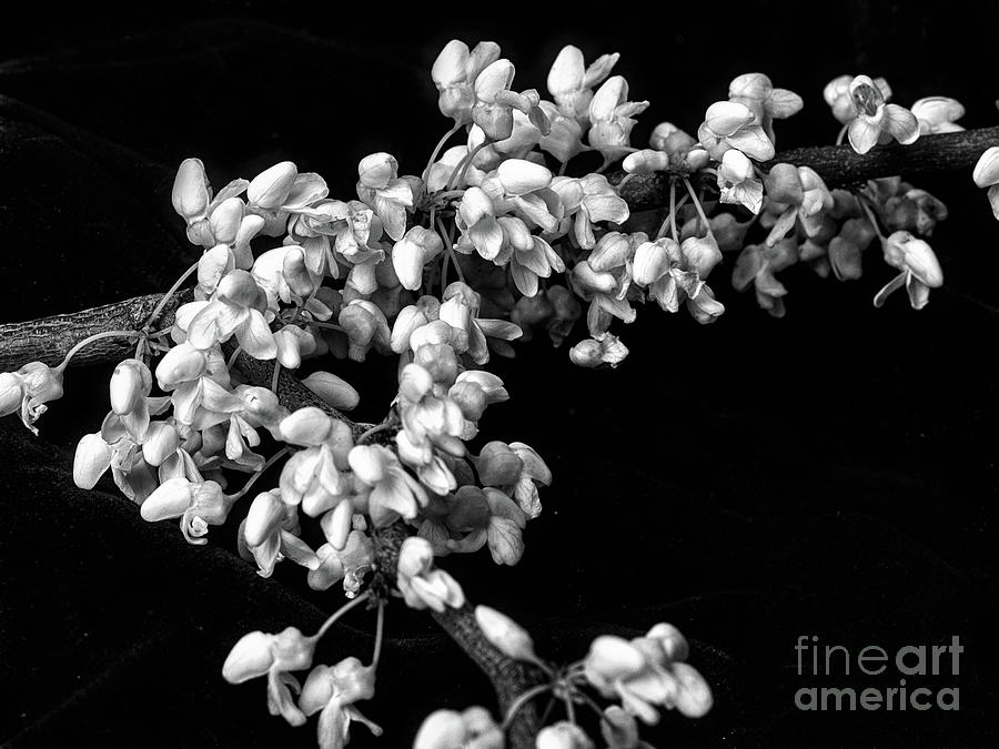 Branch of Blooming Whitebud #2 Photograph by Ann Jacobson