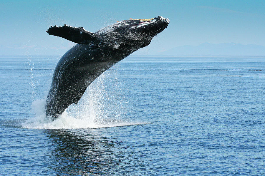 Breaching humpback whales Happy-1 Photograph by Dorothy Darden