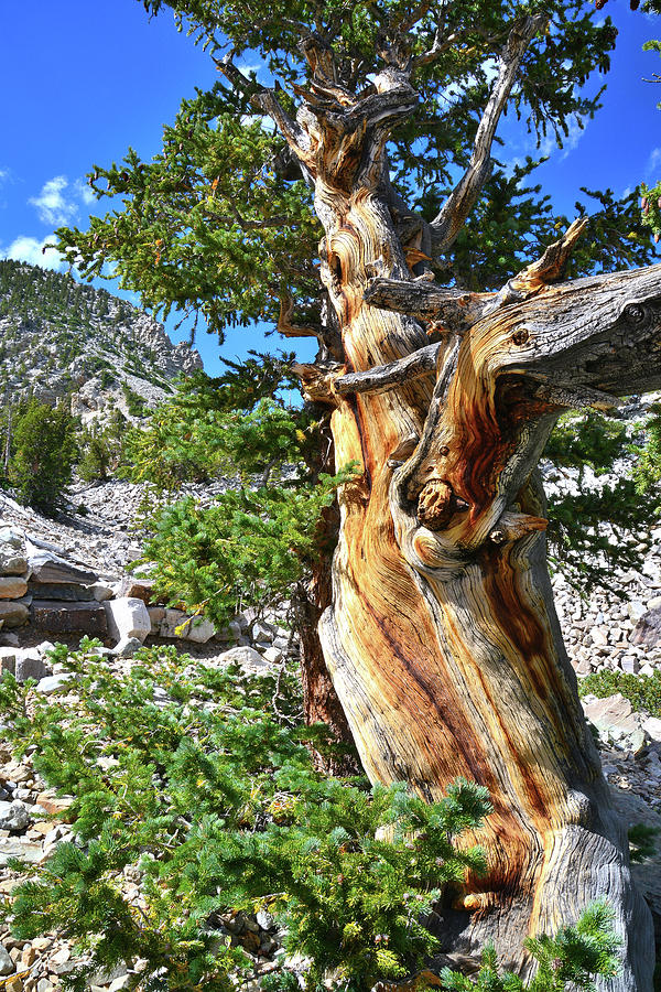 Bristlecone Loop Trail Photograph by Ray Mathis
