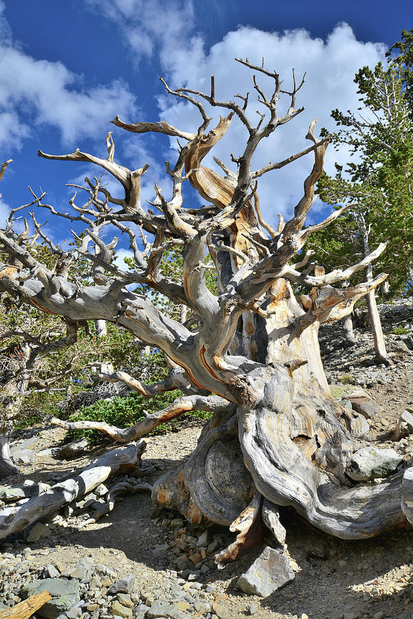 Bristlecone Pine #2 Photograph by Ray Mathis
