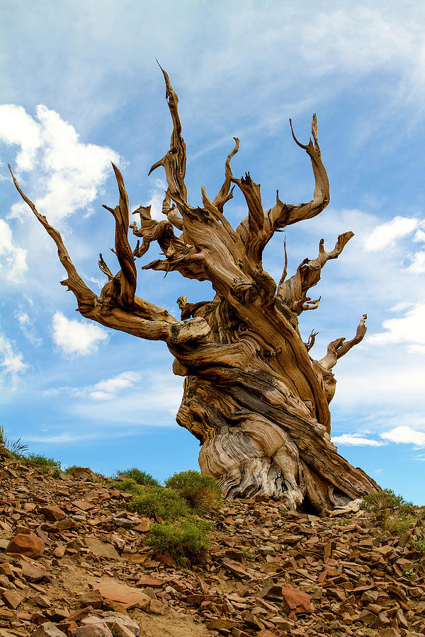 Bristlecone Pine tree 3 Photograph by Duncan Selby