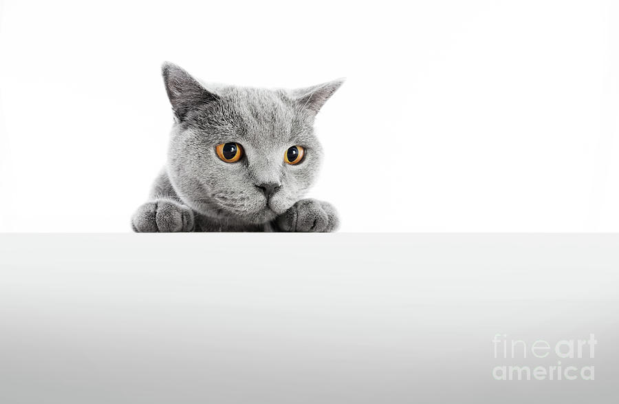 British Shorthair cat isolated on white. Hunting #2 Photograph by Michal Bednarek
