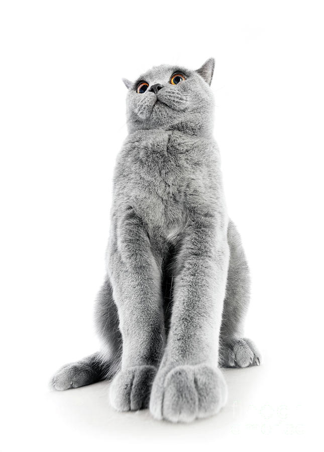 British Shorthair cat isolated on white. Sitting confident #2 Photograph by Michal Bednarek
