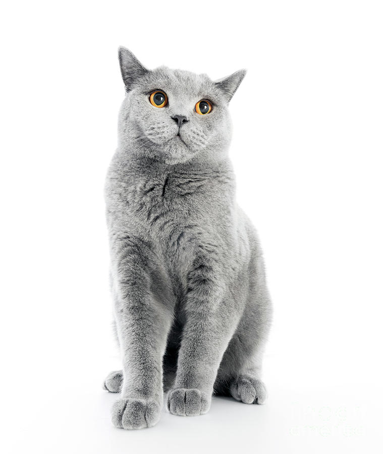British Shorthair cat isolated on white. Sitting #2 Photograph by Michal Bednarek