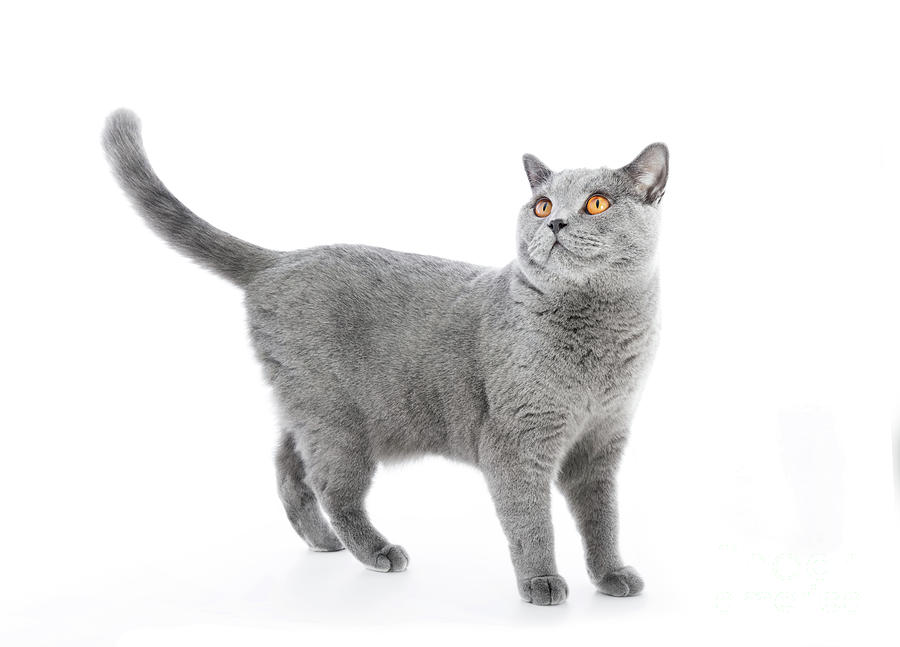 British Shorthair cat isolated on white. Standing #2 Photograph by Michal Bednarek