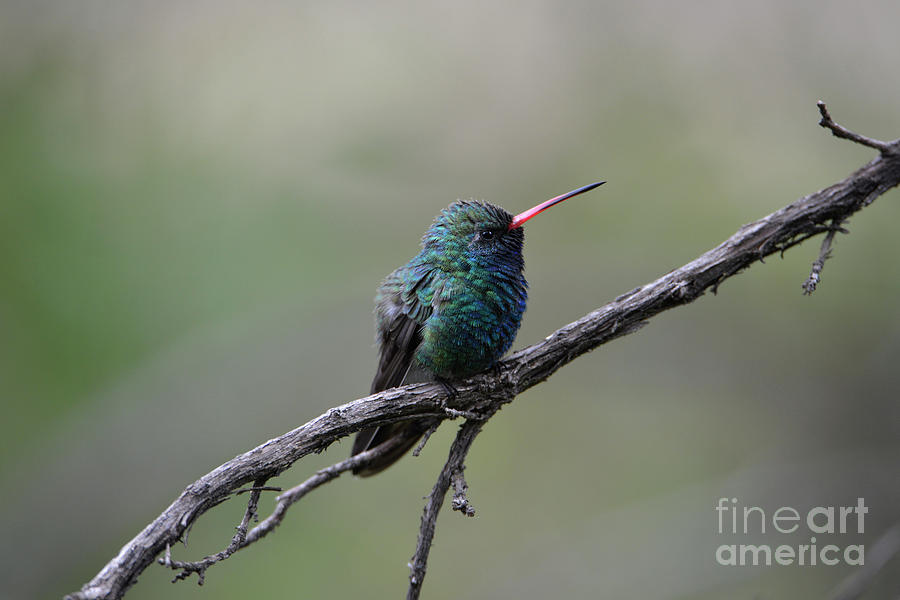 Broad-billed Hummingbird #1 Photograph by Denise Bruchman