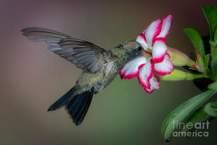 Broad-billed Hummingbird #3 Photograph by Lisa Manifold