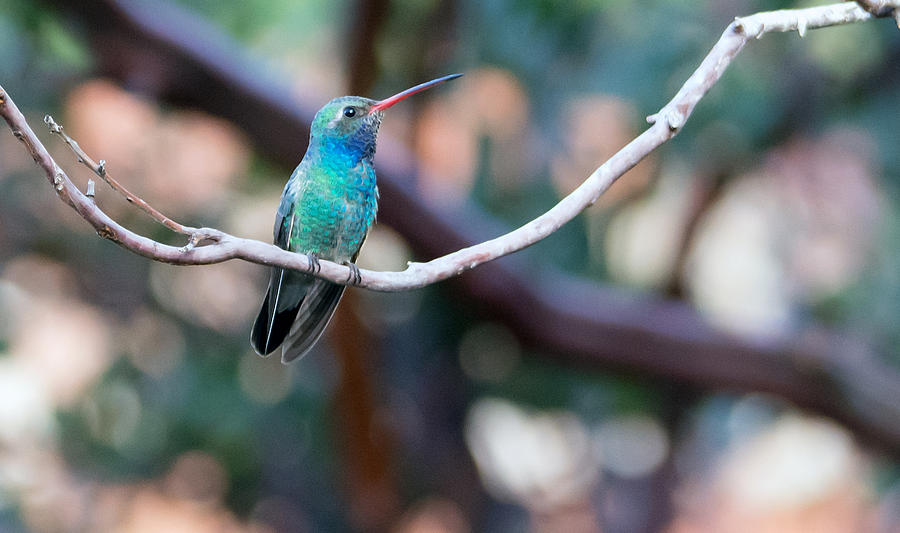 Broad-billed Hummingbird #2 Photograph by Tam Ryan
