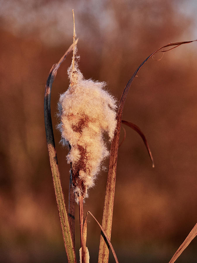 Broadleaf cattail #2 Photograph by Jouko Lehto
