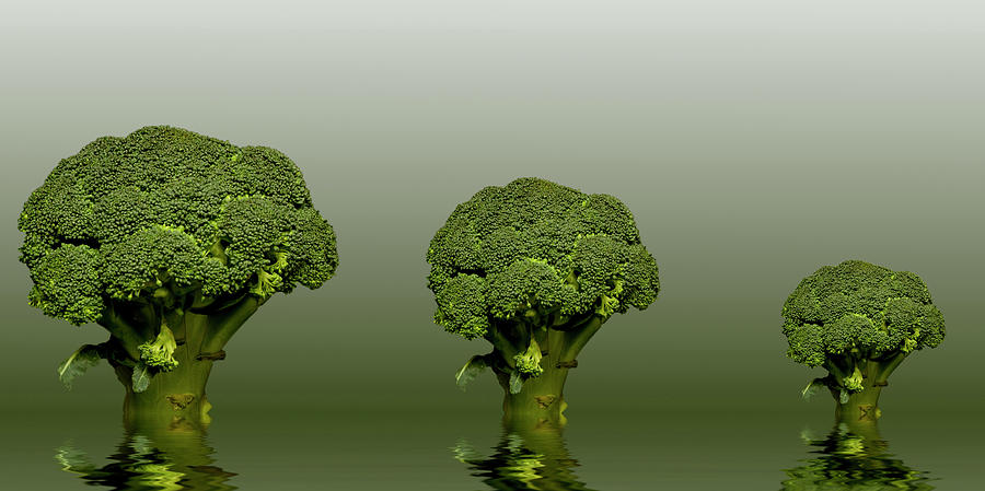 Broccoli Green Veg #2 Photograph by David French