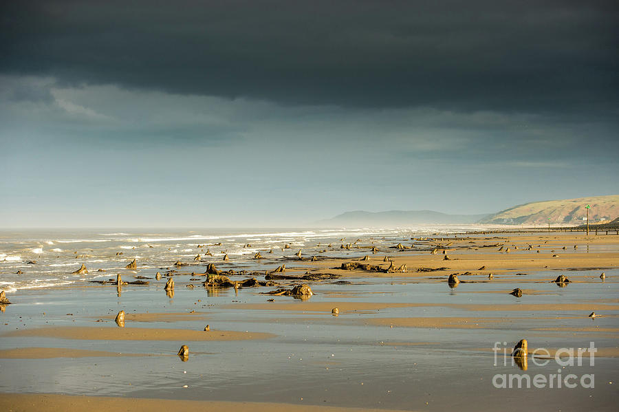 Bronze Age sunken forest at Borth on the West Wales Coast UK Photograph ...