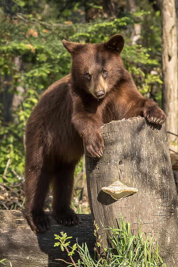 Brown Bear #2 Photograph by Mary Jo Cox