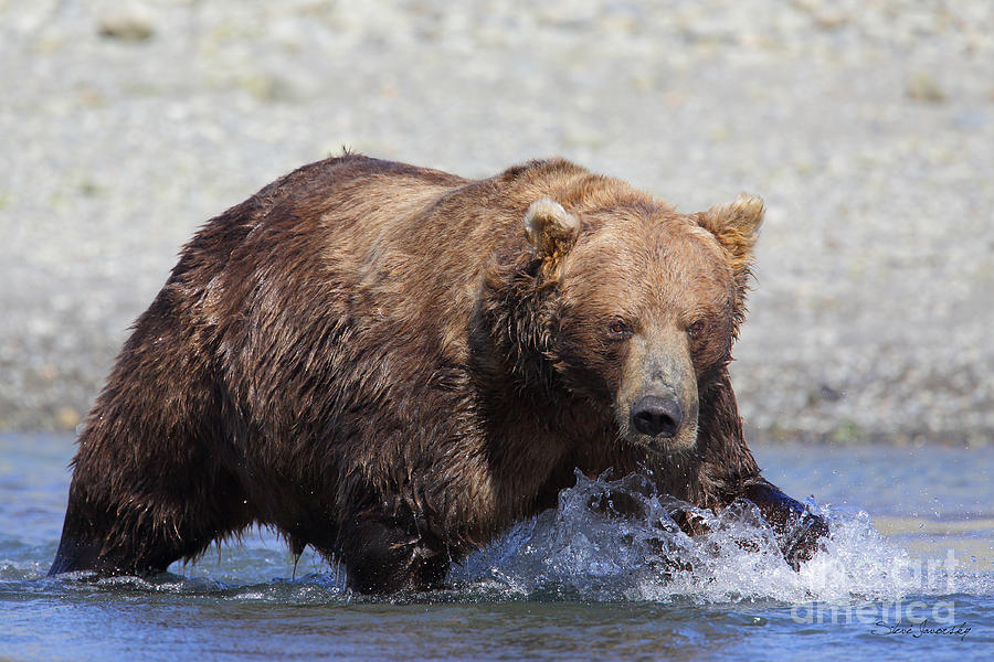 Brown Bear #2 Photograph by Steve Javorsky