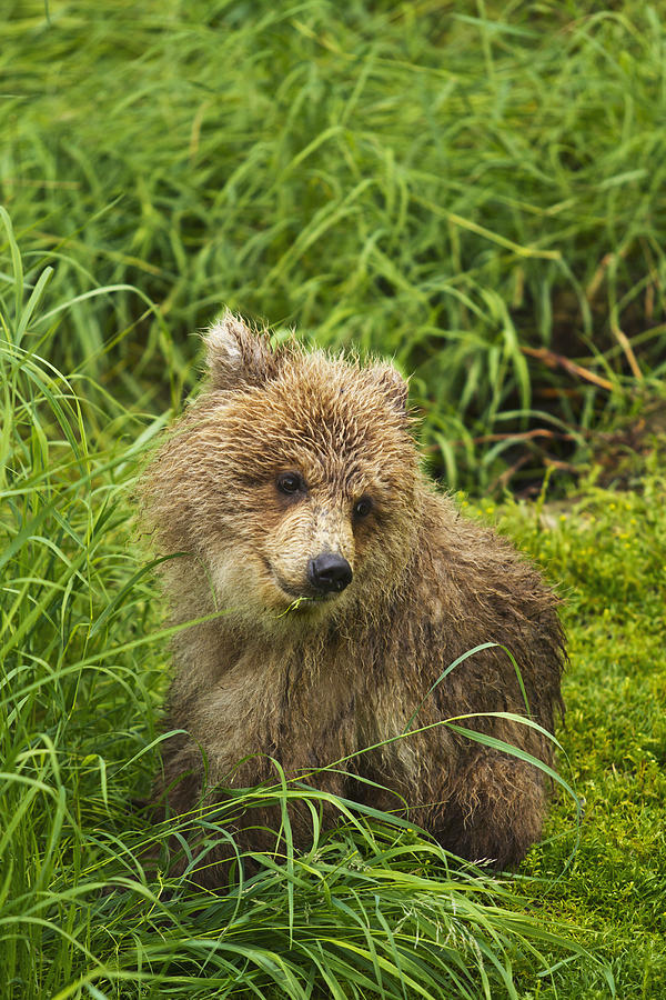 Brown Bear  Ursus Arctos  Cub Close-up #2 Photograph by Gary Schultz