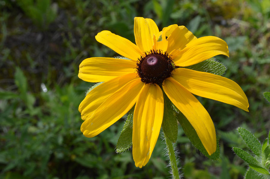 Brown Eyed Susan  #2 Photograph by Lyle Crump